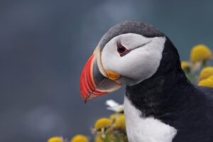 puffin, bird, animal-5759684.jpg