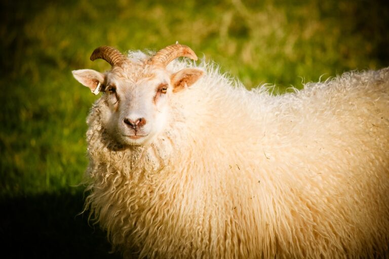 sheep, ram, lamb-1039661.jpg